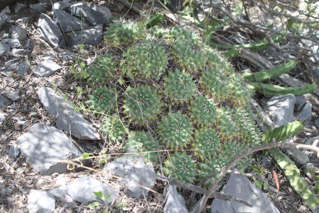 صورة Mammillaria compressa subsp. centralifera (Repp.) D. R. Hunt