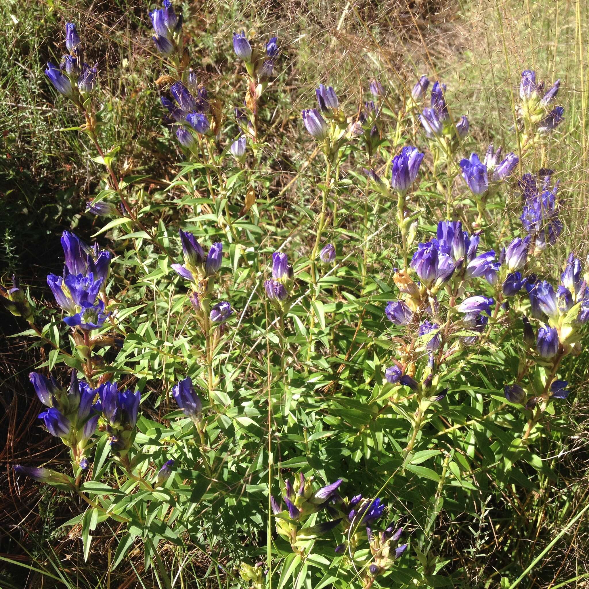 Image de Gentiana spathacea Kunth