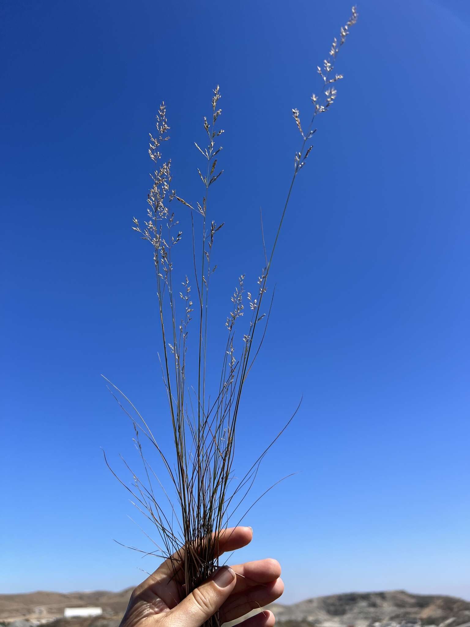 صورة Agrostis pallens Trin.