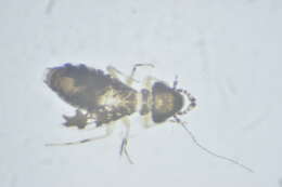 Image of Bark lice