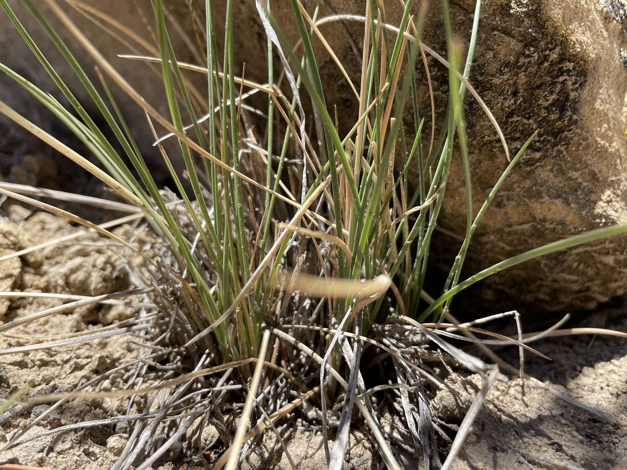 Plancia ëd Poa fendleriana (Steud.) Vasey