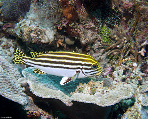 Image of Striped sweetip