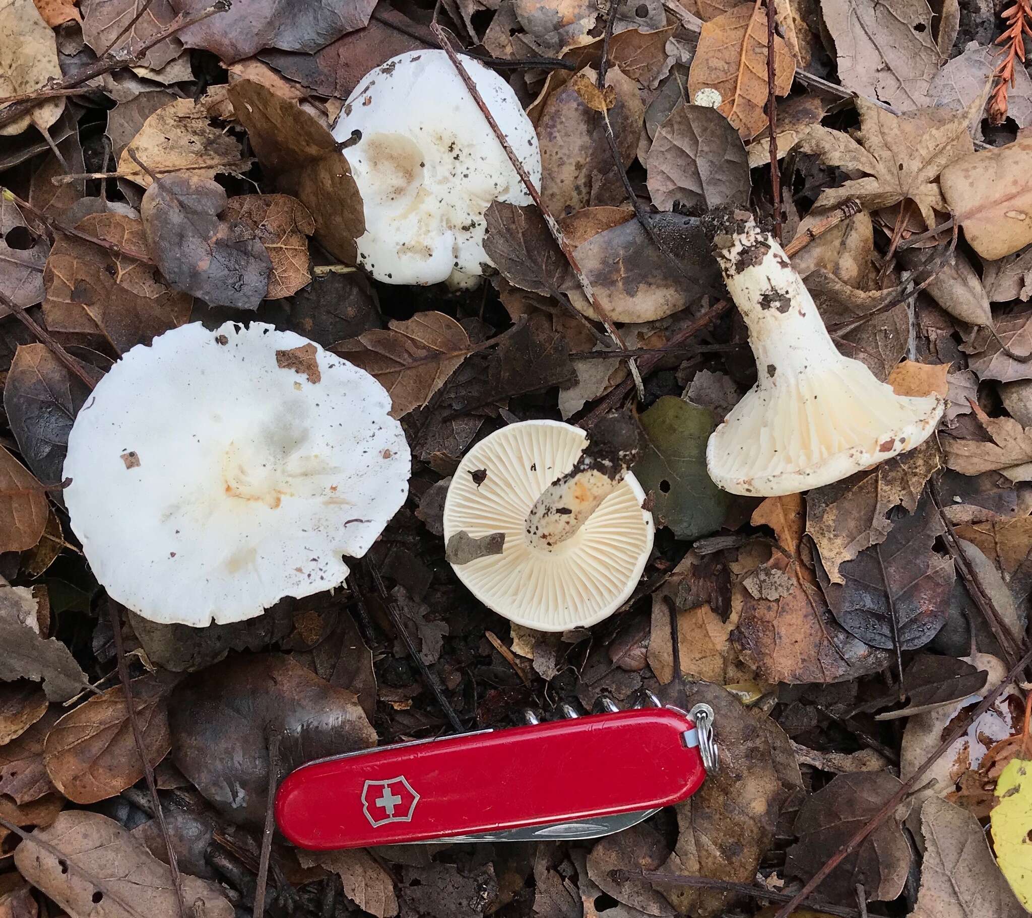 Image of Hygrophorus sordidus Peck 1898