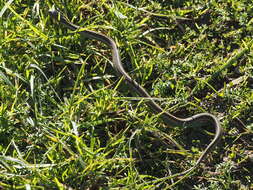 Image of Thamnophis elegans terrestris Fox 1951