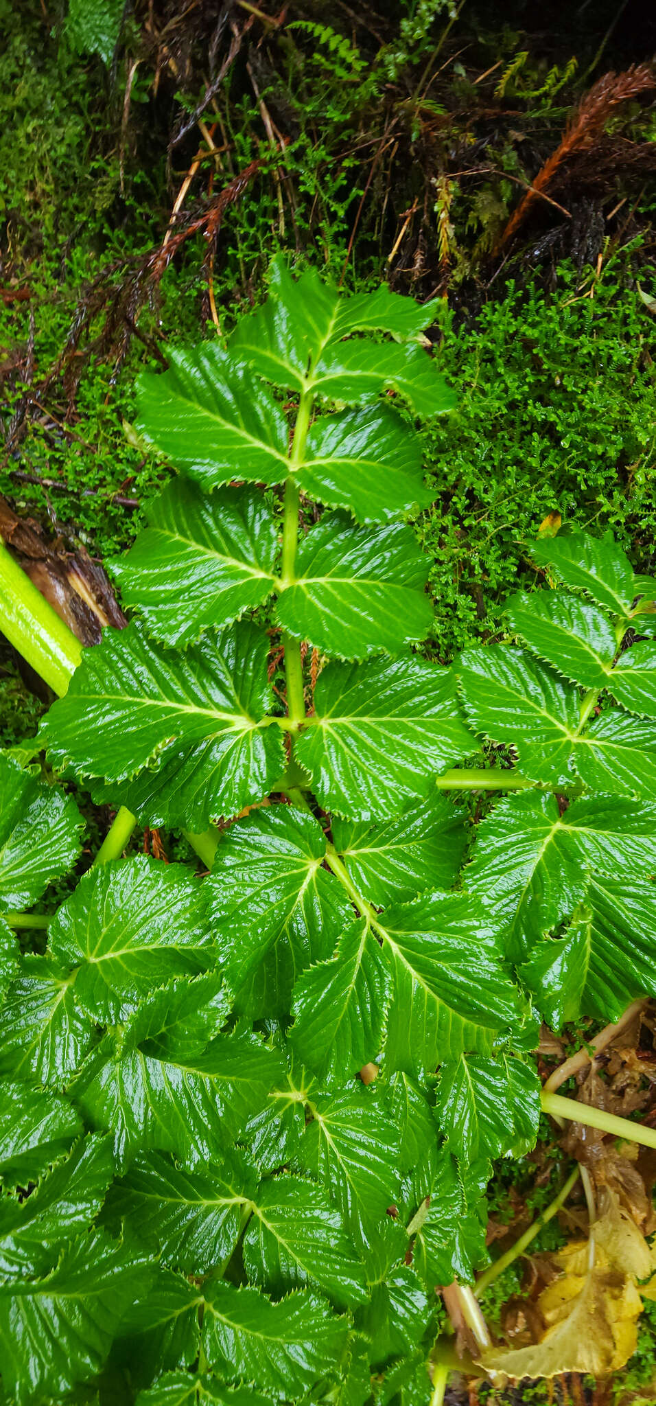 Image of Angelica lignescens