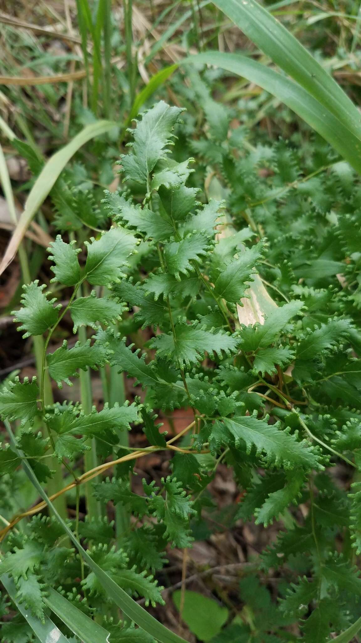 Image of maidenhair creeper