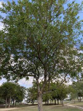 Image of Mexican Ash