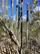 Image of Pilosocereus curtisii