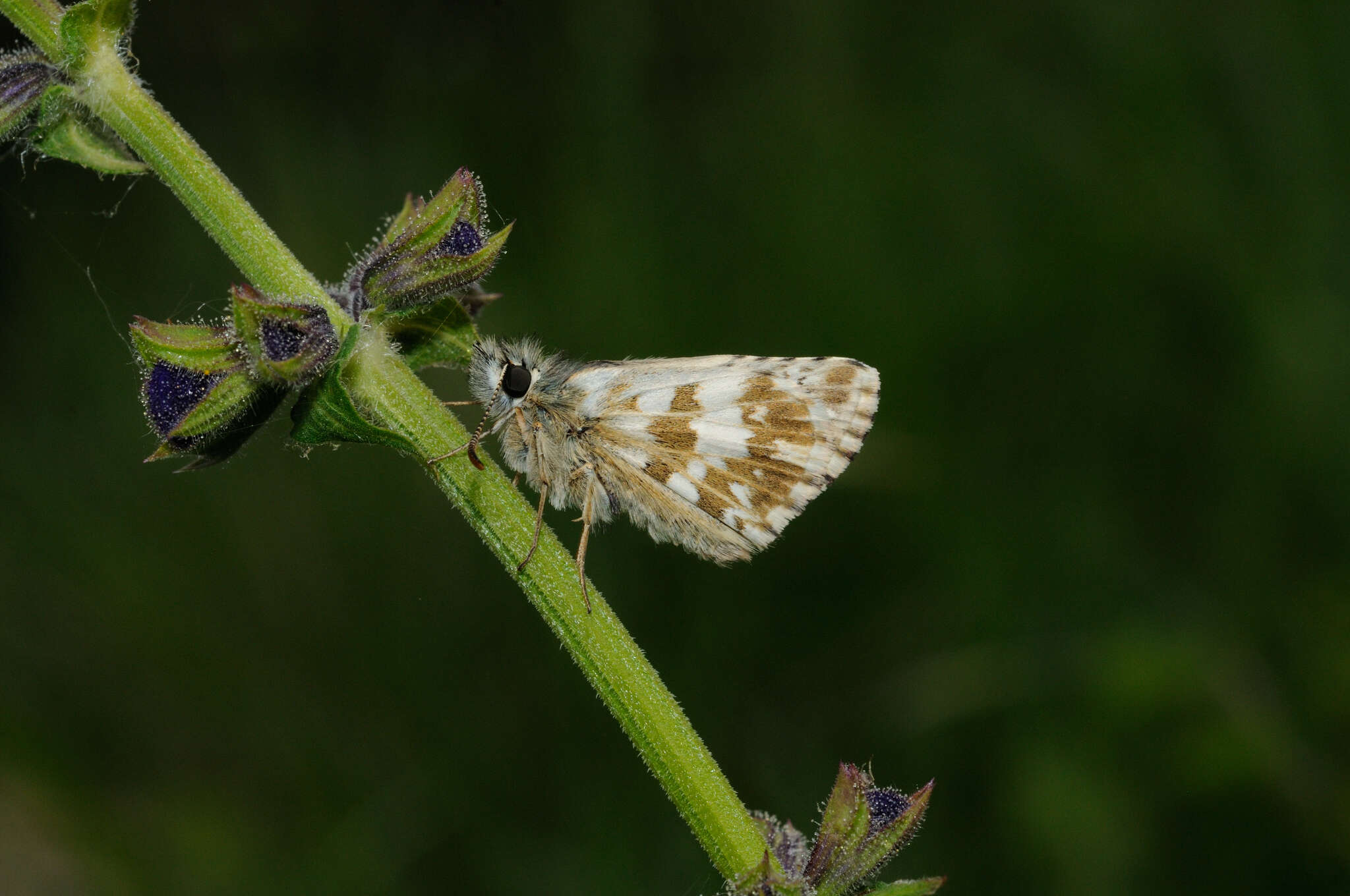 Image of oberthürs grizzled skipper