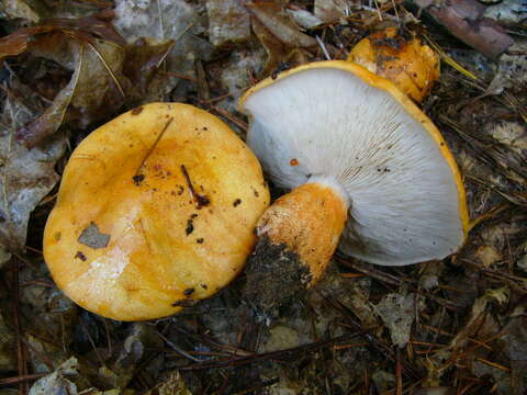 Imagem de Tricholoma aurantium (Schaeff.) Ricken 1914