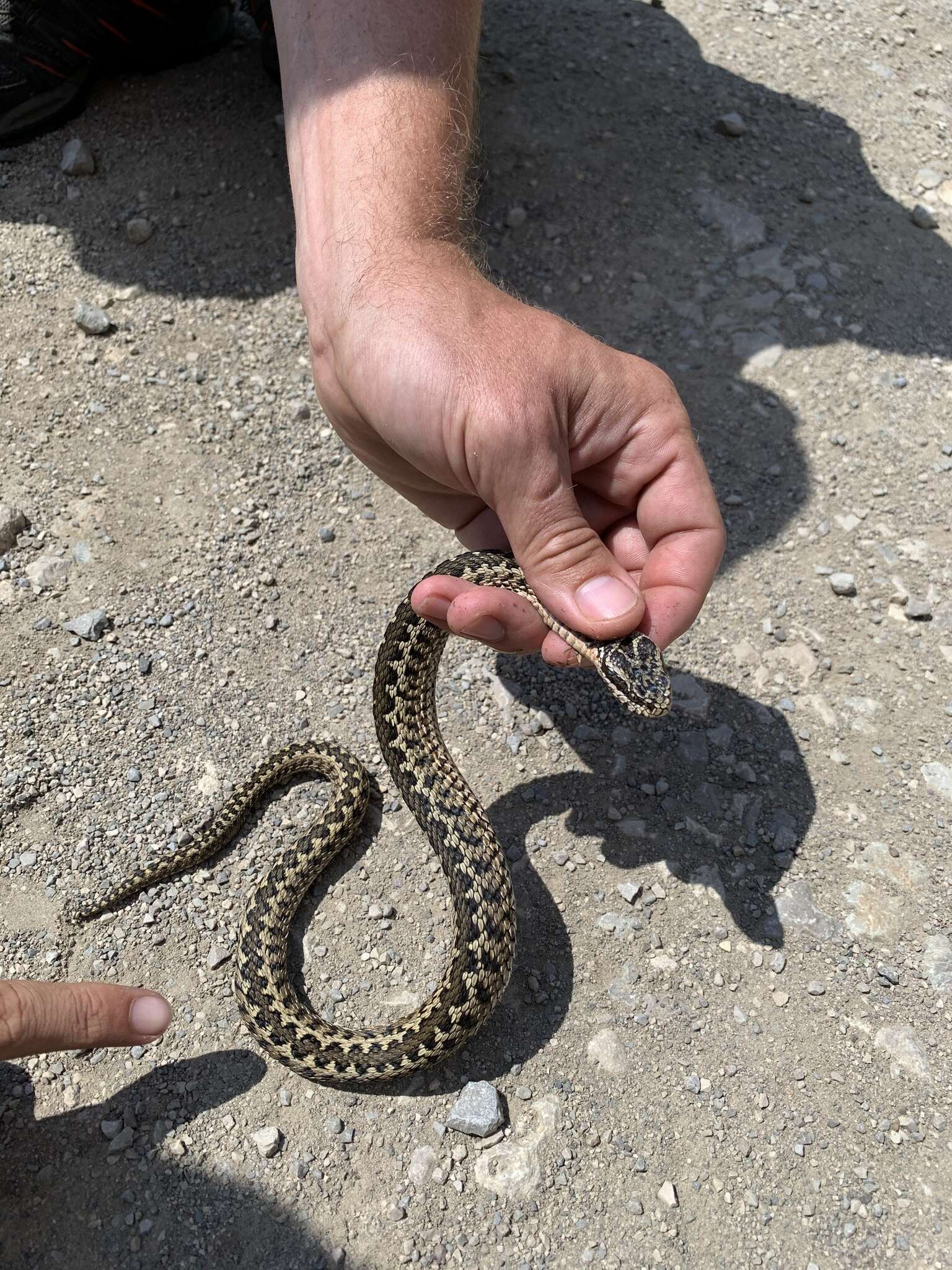 صورة Vipera lotievi Nilson, Tuniyev, Orlov, Hoggren & Andrén 1995