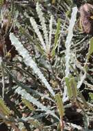 Image of Banksia pilostylis C. A. Gardner