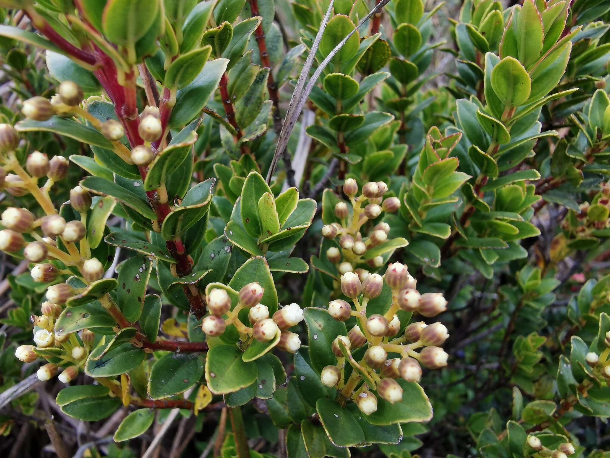 Image of Miconia summa Cuatrec.