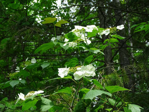 Image of American cranberrybush