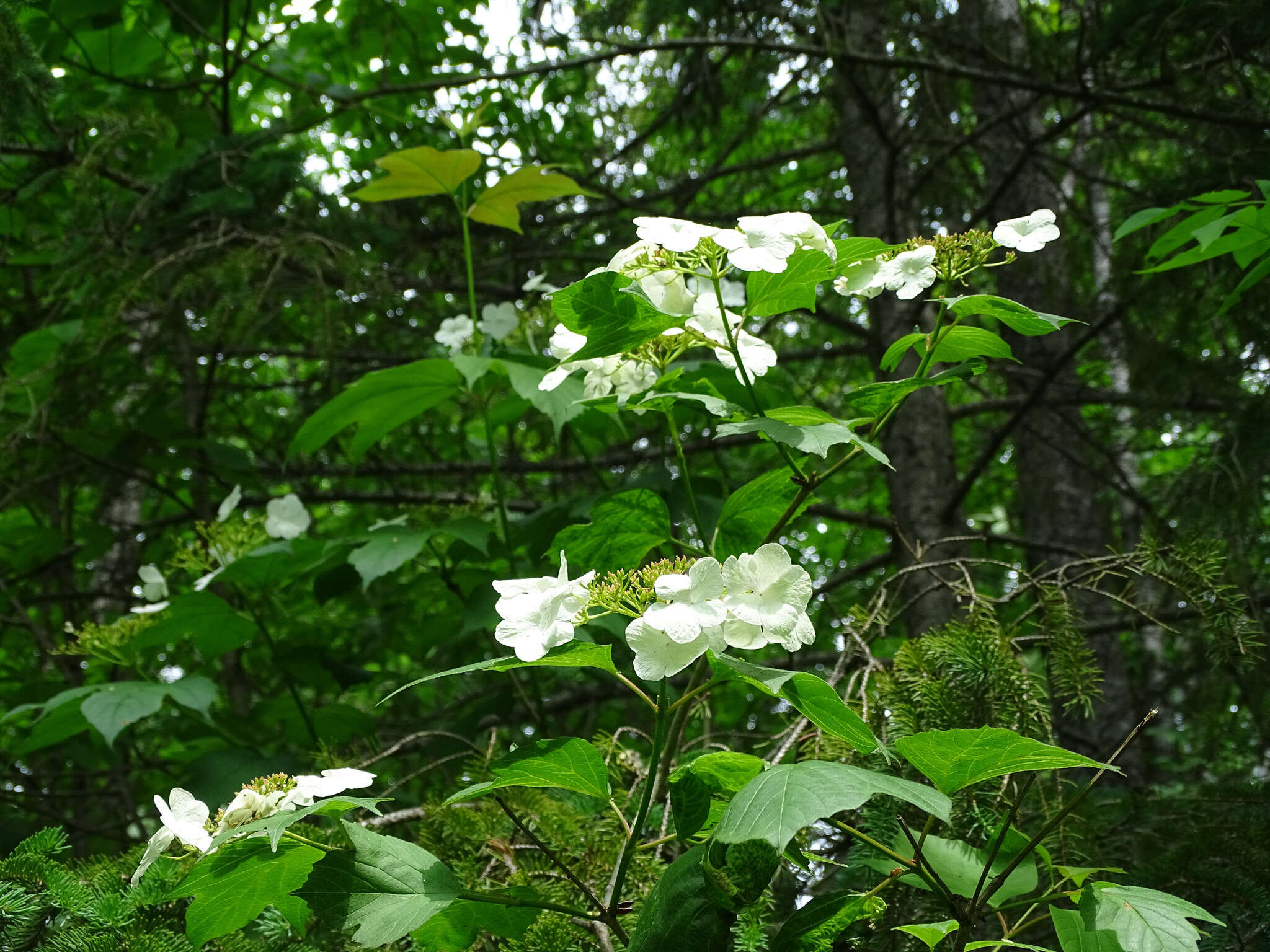 Imagem de Viburnum opulus var. americanum (P. Mill.) Ait.