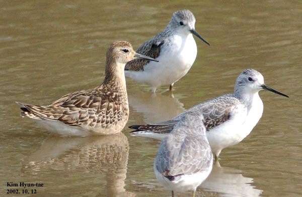 Image of Ruff