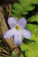 Streptocarpus formosus (Hilliard & B. L. Burtt) T. J. Edwards resmi