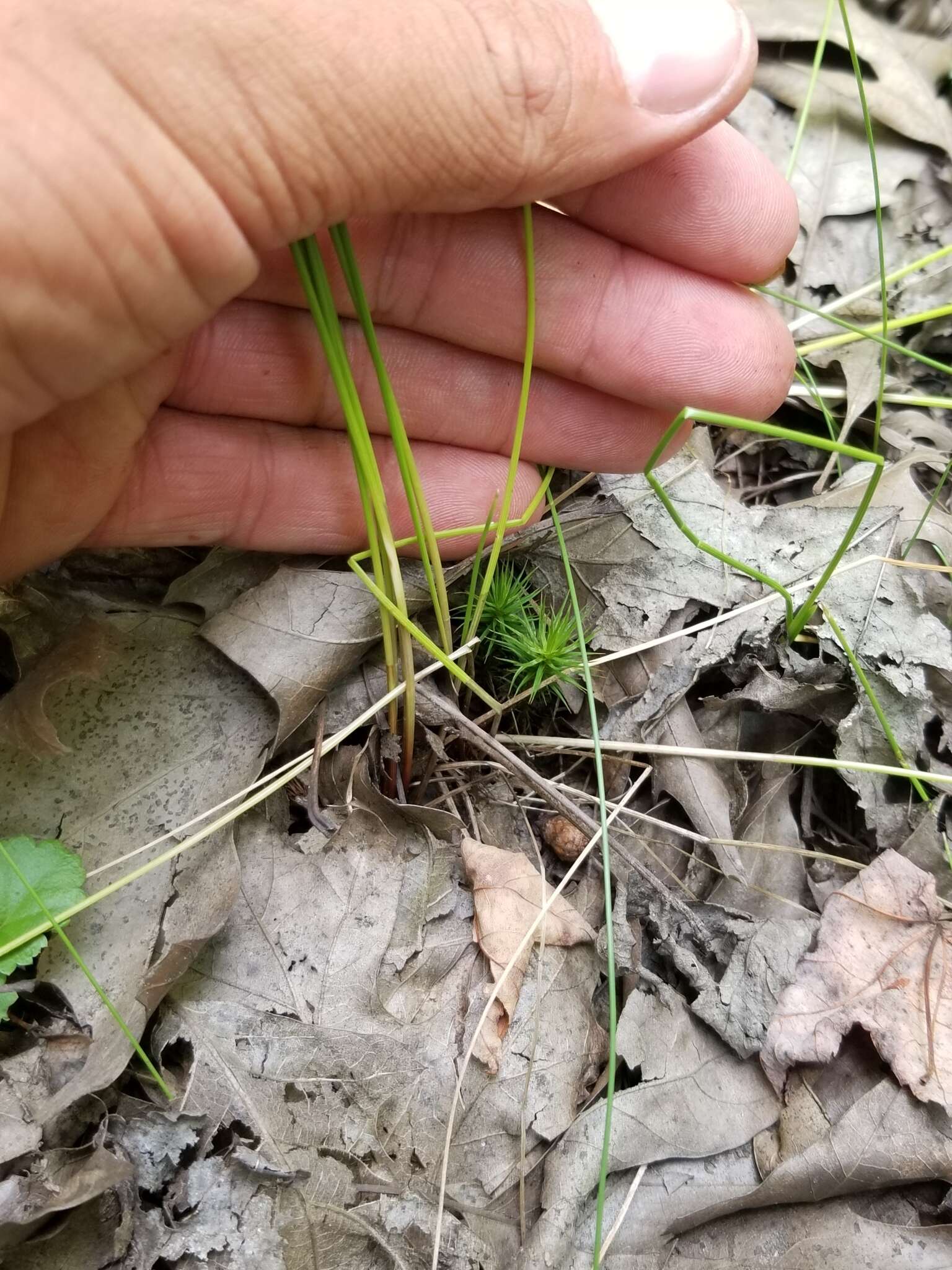 Sivun Eleocharis tricostata Torr. kuva