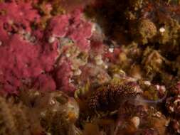 Image of four-colour nudibranch