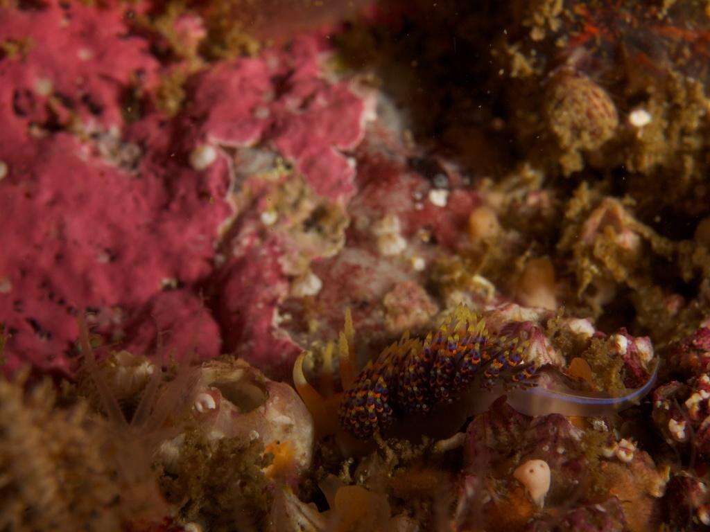 Image of four-colour nudibranch