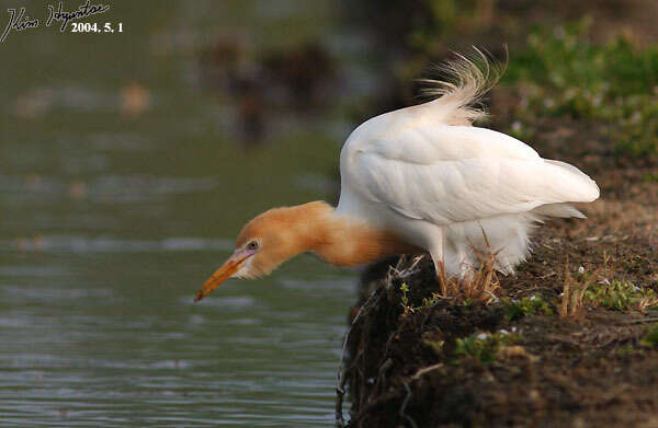 Image de Bubulcus ibis coromandus