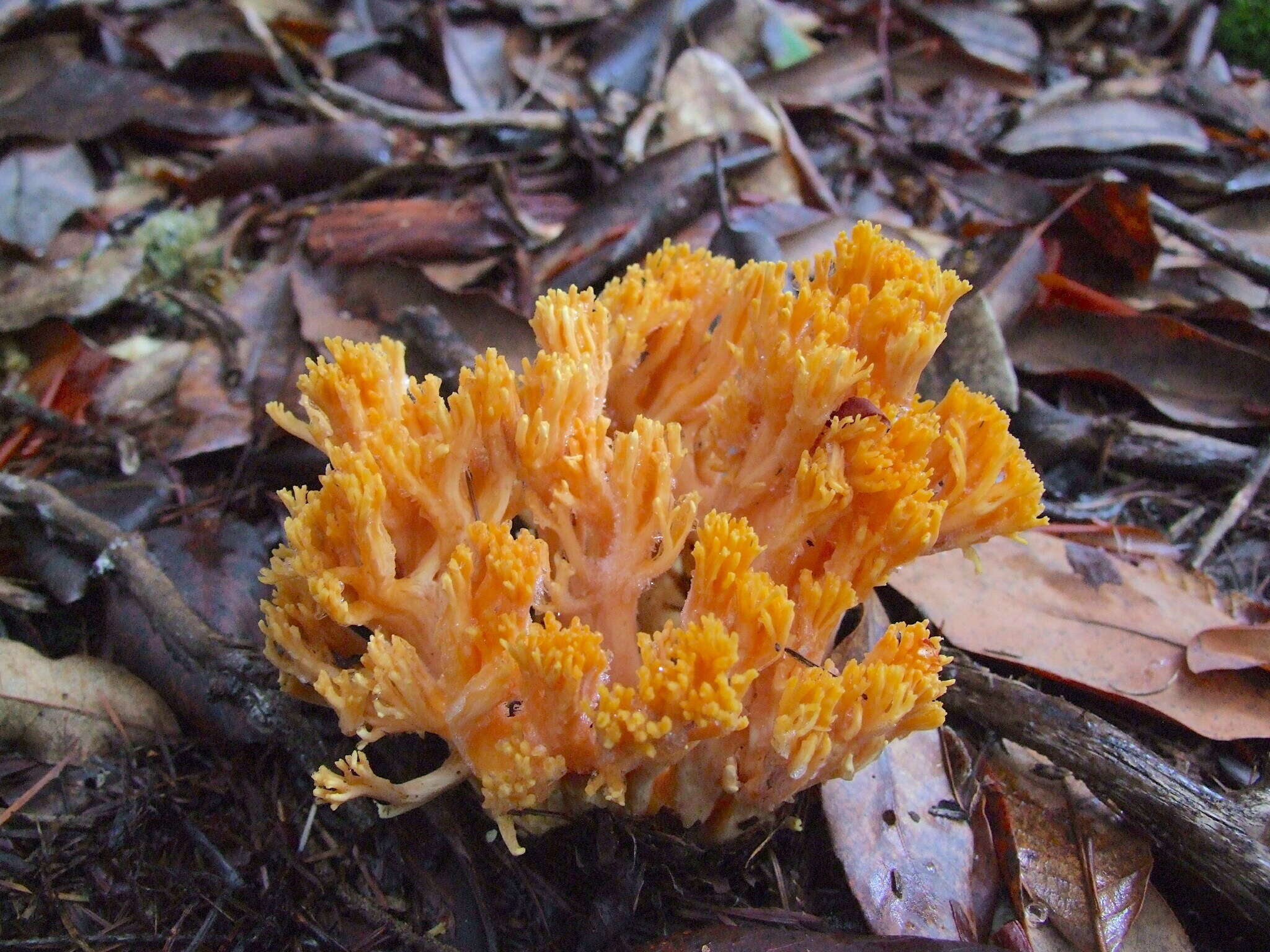 Image of Ramaria sandaracina Marr & D. E. Stuntz 1974