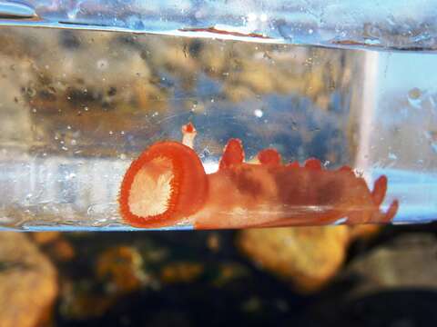 Image of Cowled nudibranch