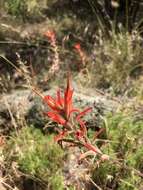 Слика од Castilleja subinclusa var. jepsonii (Bacig. & Heckard) J. M. Egger