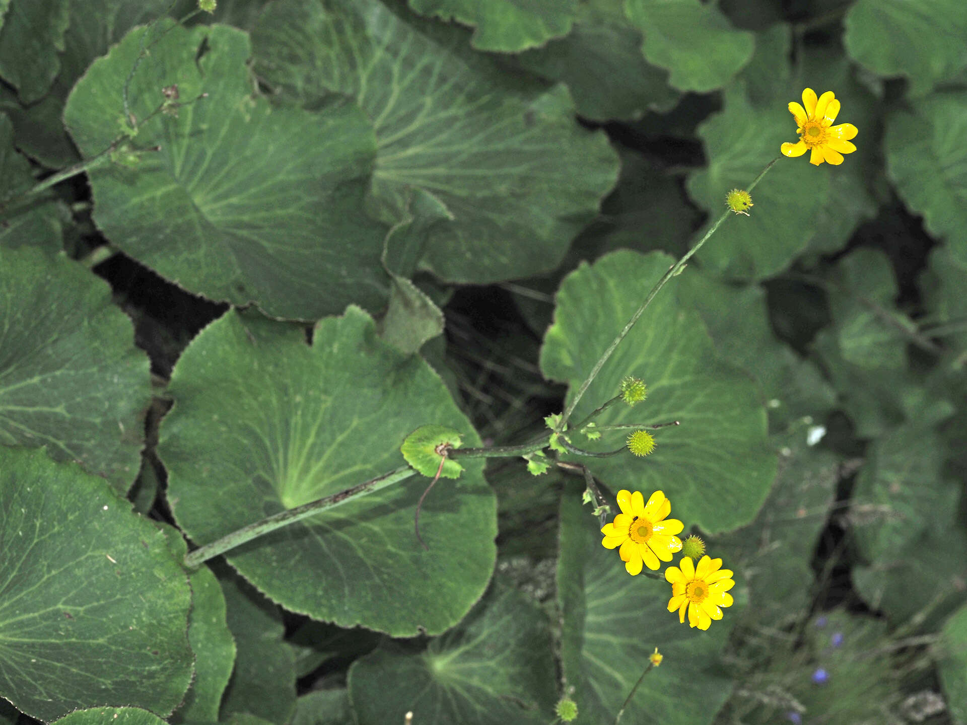 Image of Drakensberg Buttercup