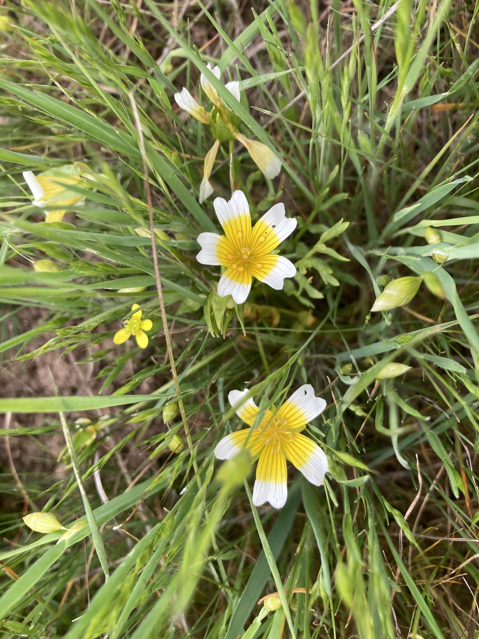 Image of Douglas' meadowfoam