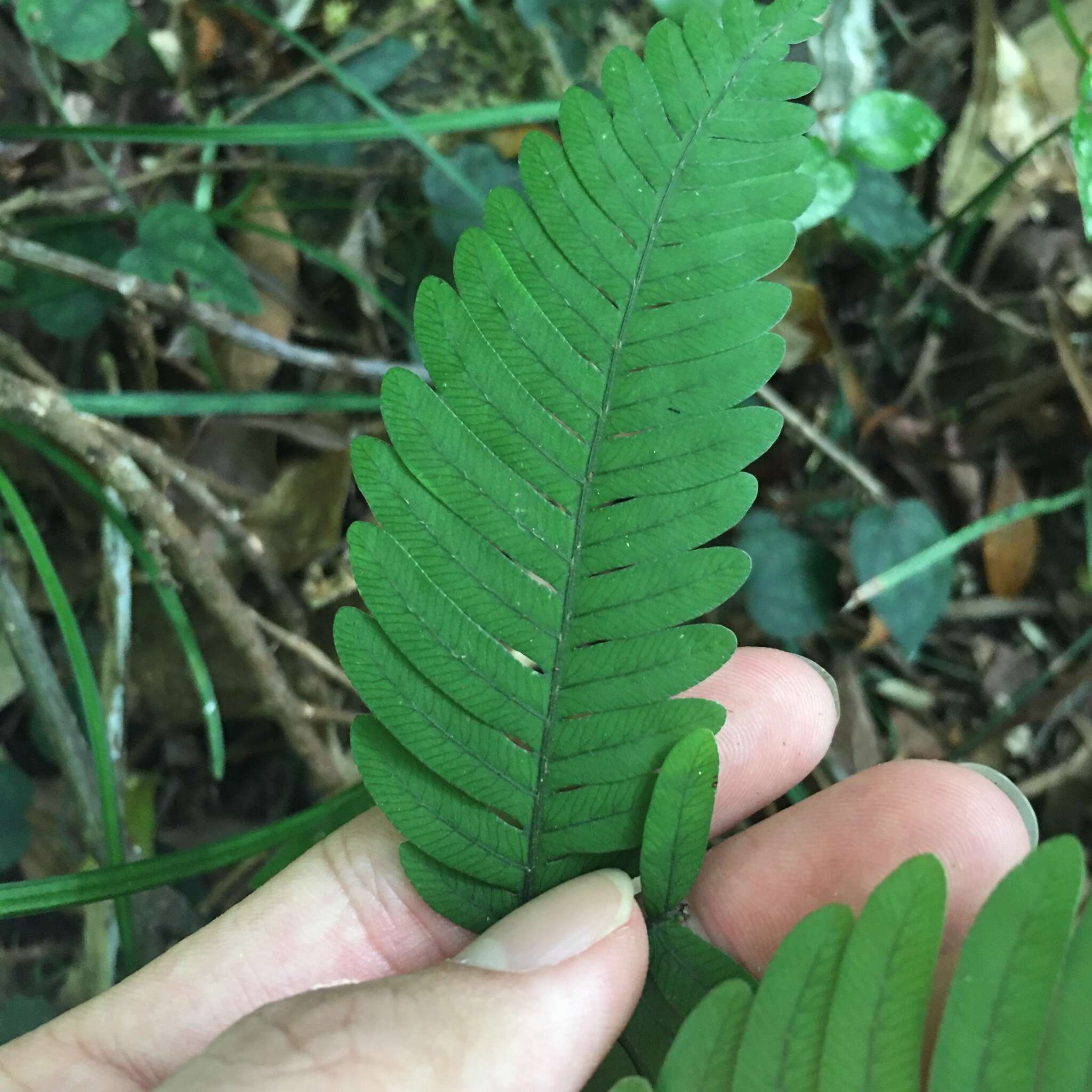 Imagem de Pteris austrotaiwanensis Y. S. Chao