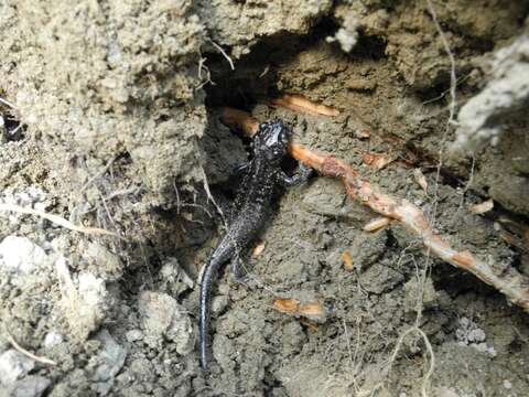 Sivun Salamandra lanzai Nascetti, Andreone, Capula & Bullini 1988 kuva