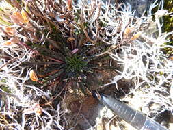 Слика од Pachycladon novae-zelandiae (Hook. fil.) Hook. fil.