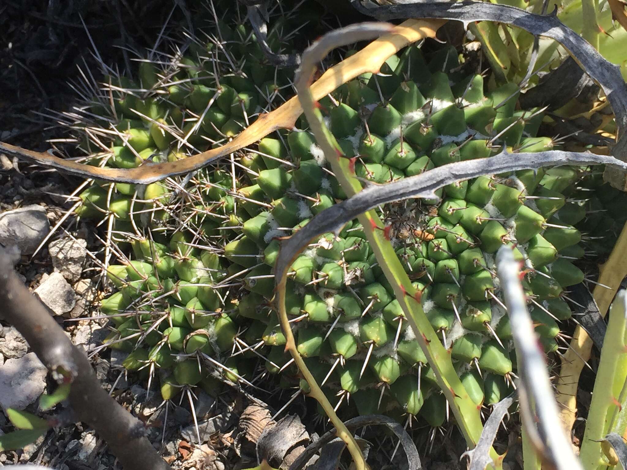 صورة Mammillaria compressa subsp. centralifera (Repp.) D. R. Hunt