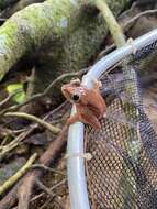 Image of Seychelles Tree Frog