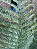 Image de Dryopteris affinis subsp. affinis