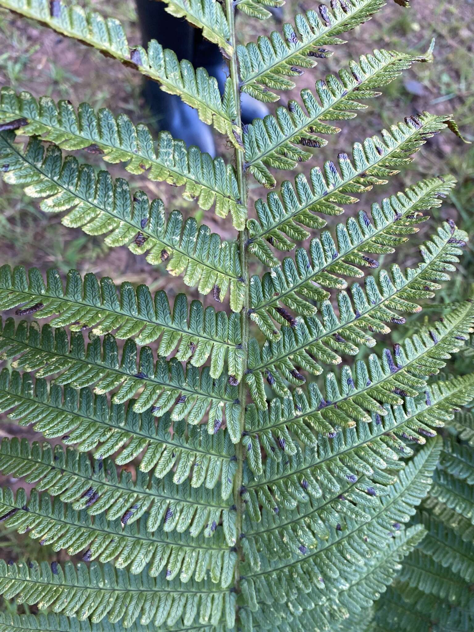 Image de Dryopteris affinis subsp. affinis