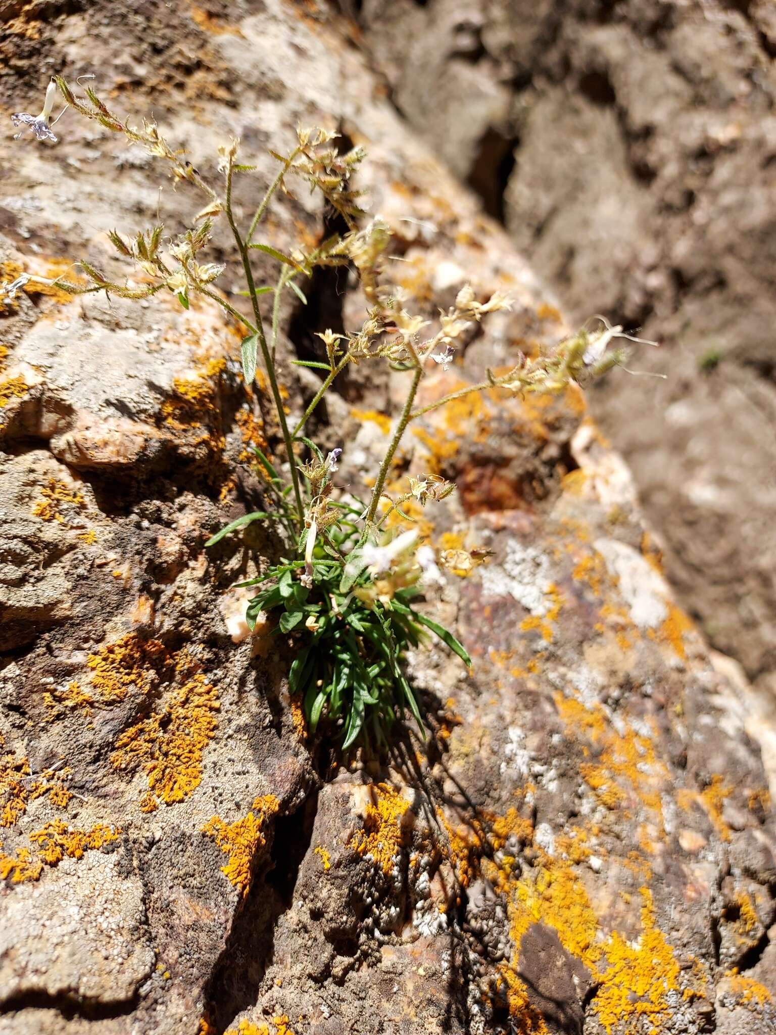 Image of Black Canyon gilia