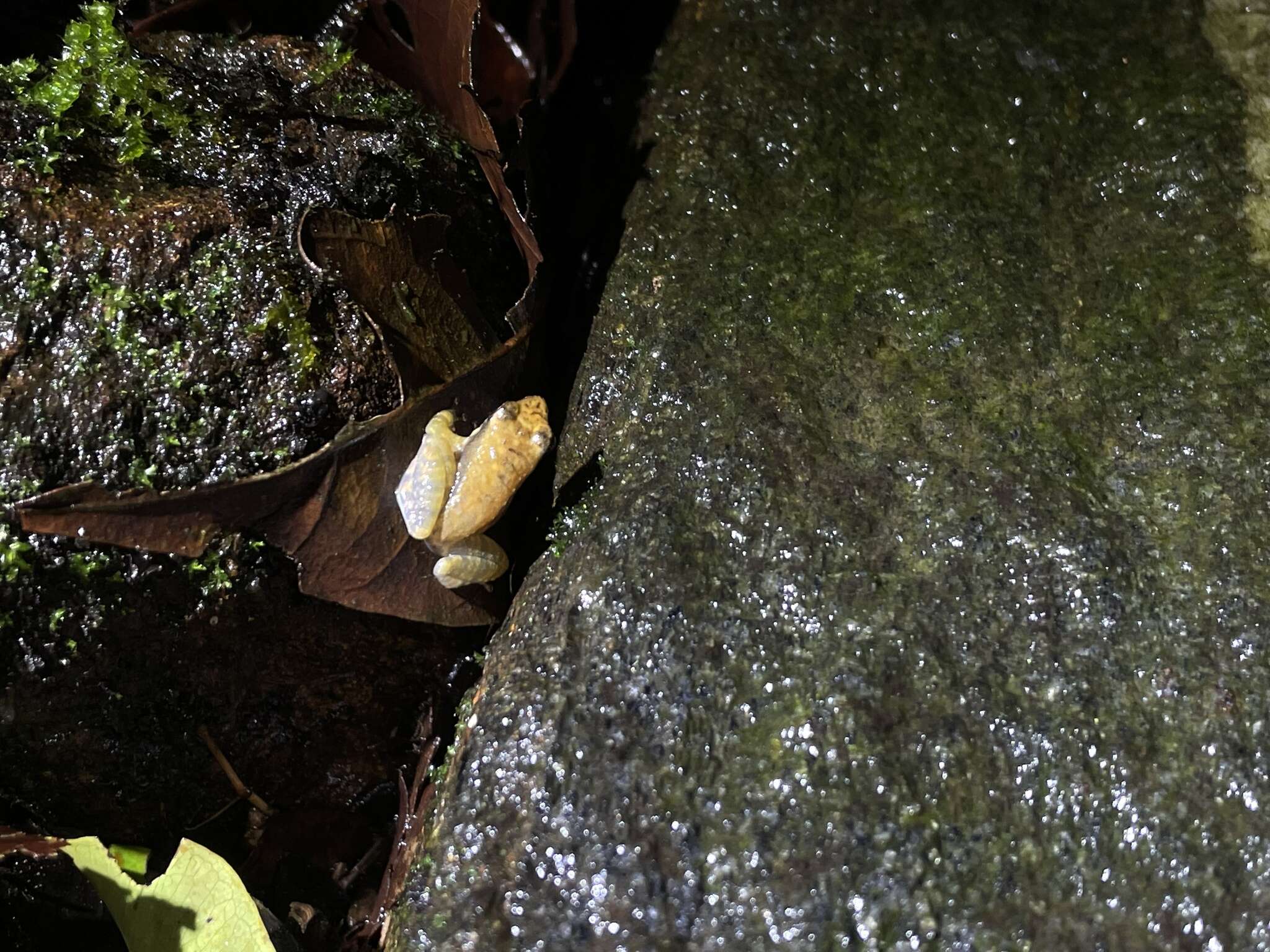 Image of crimson bush frog