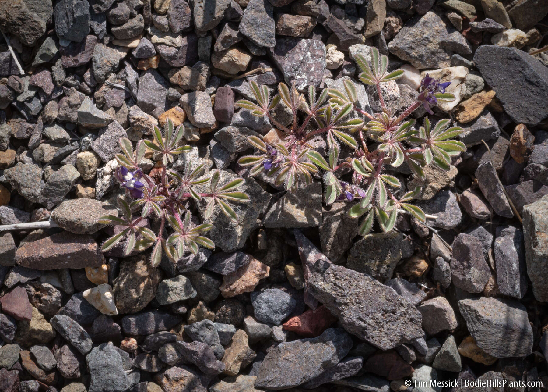 Image of shortstem lupine