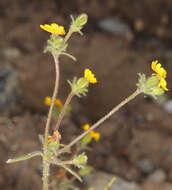 Image of tarweed