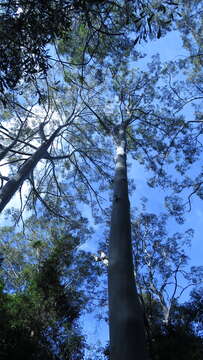 Image of Saligna Eucalyptus
