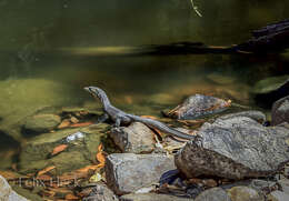 Image of Mertens's Water Monitor