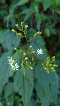 Image of Aster formosanus Hayata