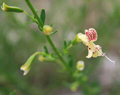 Imagem de Dicerandra frutescens Shinners