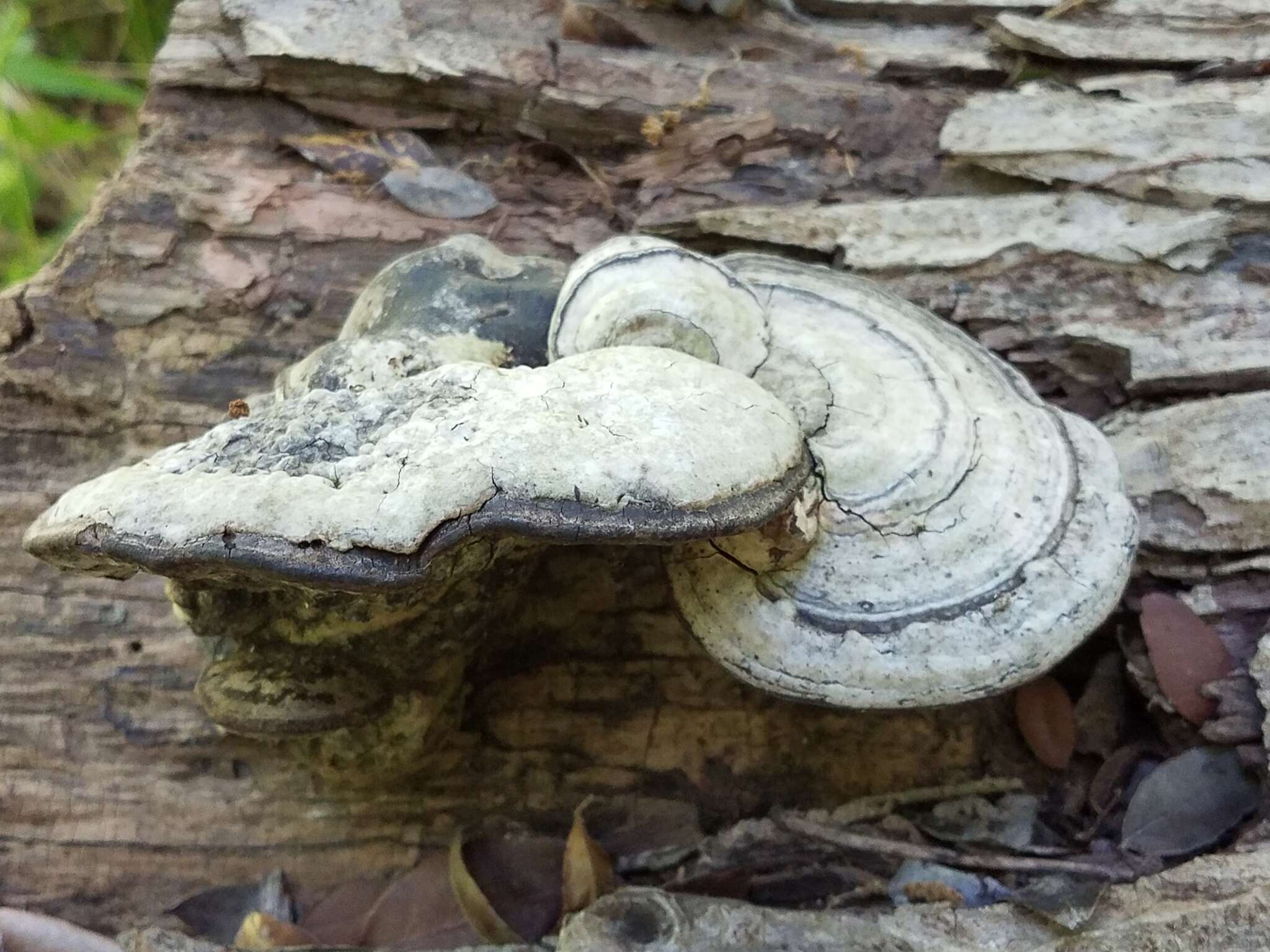 Image de Fomes fasciatus (Sw.) Cooke 1885