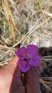 Plancia ëd Clarkia lewisii P. H. Raven & D. R. Parnell