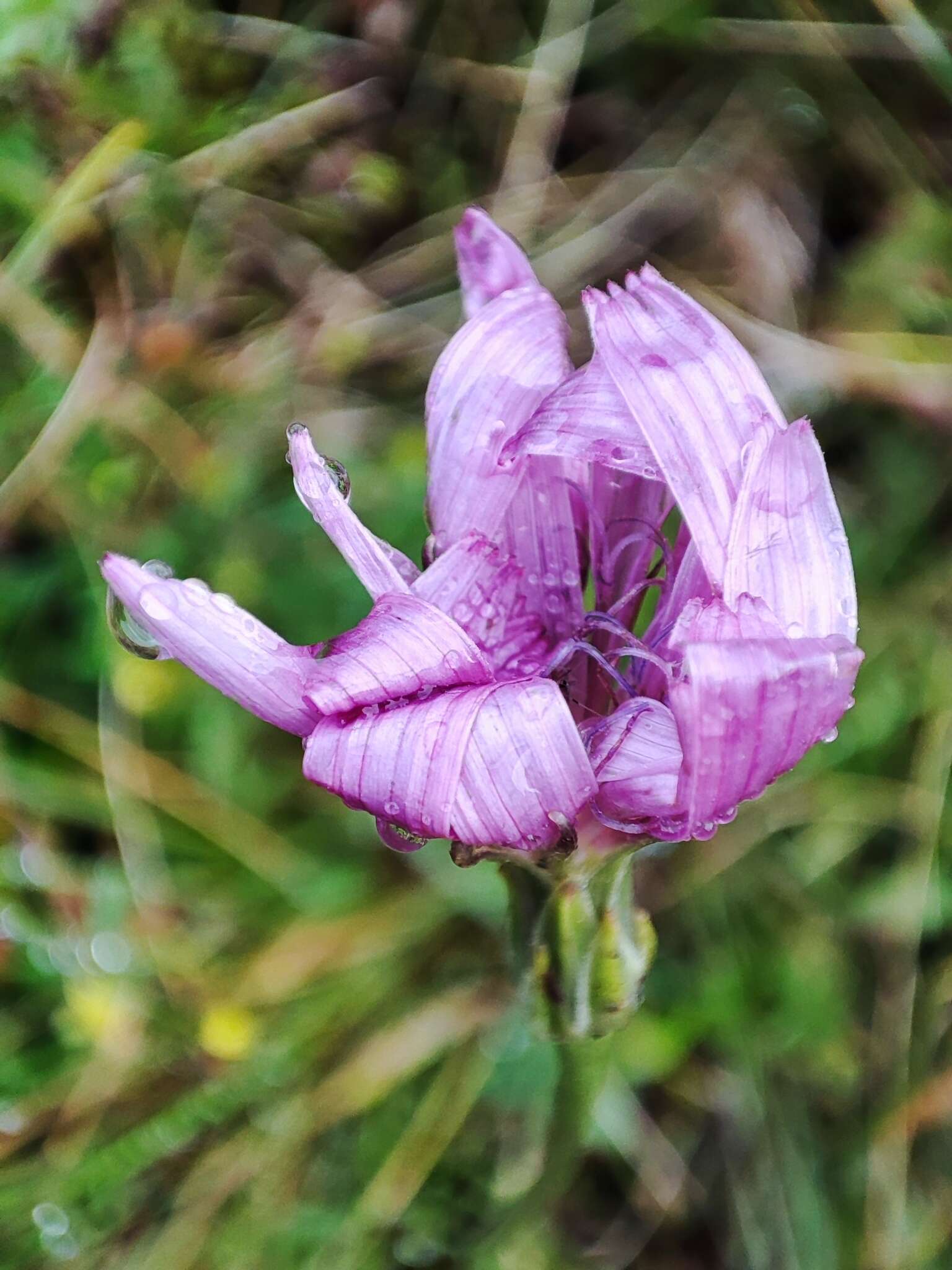 Image of Podospermum roseum subsp. roseum