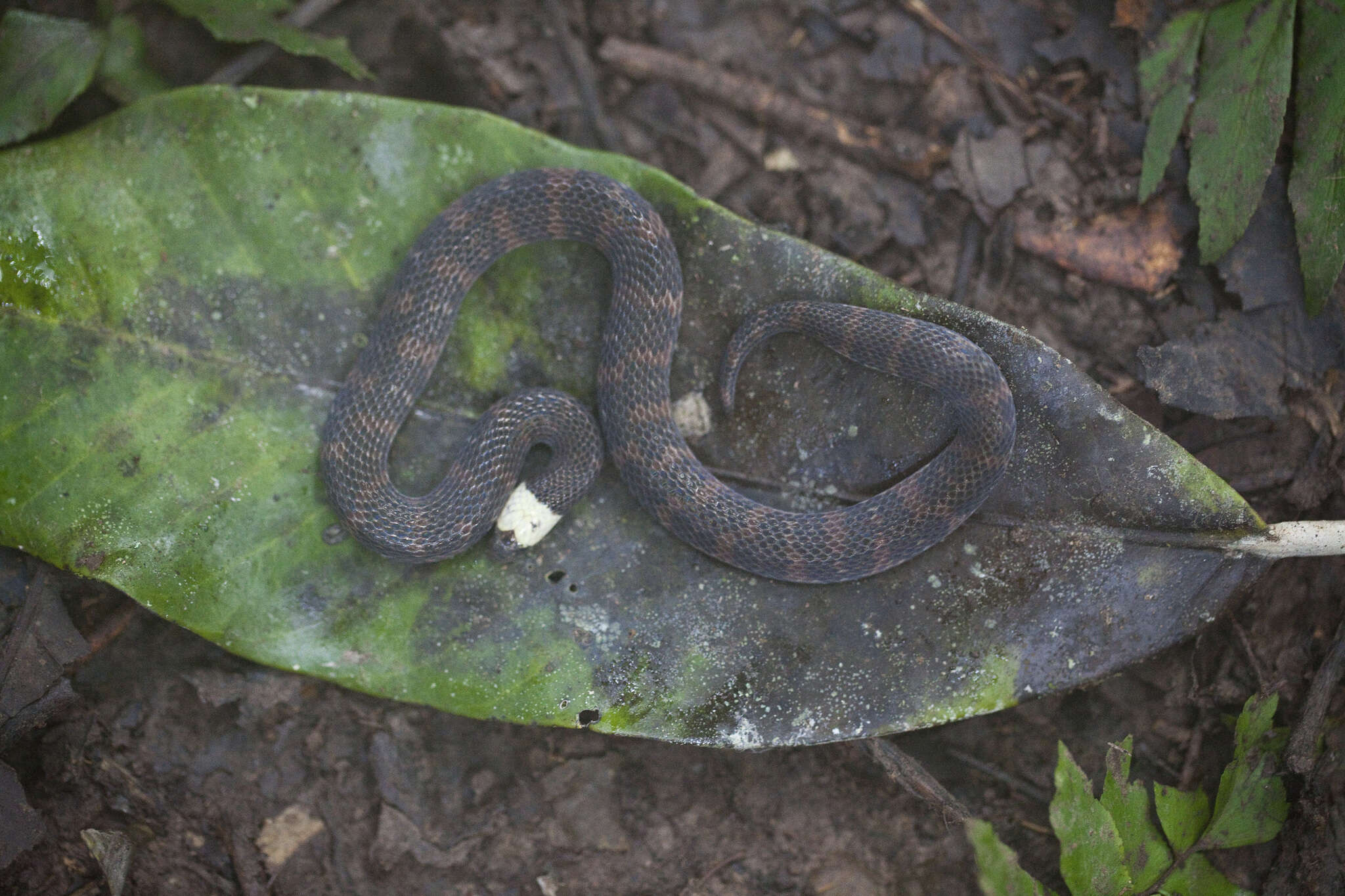 Atractus snethlageae da Cunha & Nascimento 1983 resmi