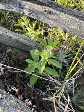 Image of Endostemon tereticaulis (Poir.) M. R. Ashby